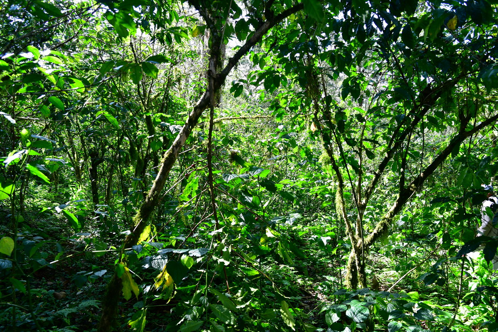 Coffee Plantation (Bonga